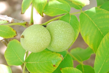 الثروة الزراعية 
