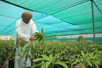 مشتل اشجار المانجو