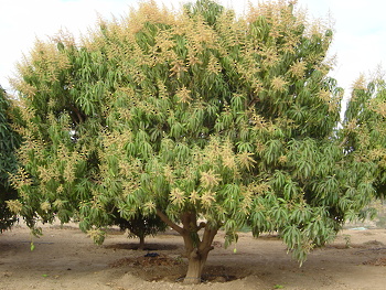 شجرة المانجو