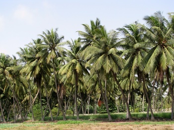 Los recursos agrícolas en El Sultanato de Omán