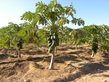 Los recursos agrícolas en El Sultanato de Omán