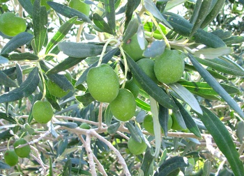 Los recursos agrícolas en El Sultanato de Omán