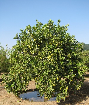 Los recursos agrícolas en El Sultanato de Omán