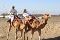الخيل والهجن