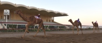 الخيل والهجن