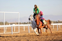 الخيل والهجن