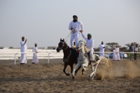 الخيل والهجن