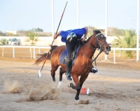 الخيل والهجن