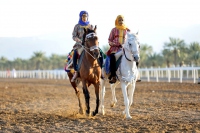 الخيل والهجن