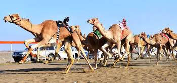 Horse and camel