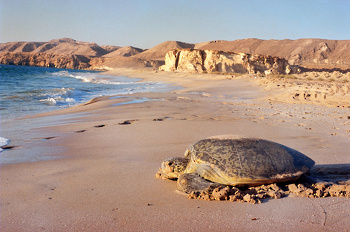 La vida silvestre en El Sultanato de Omán