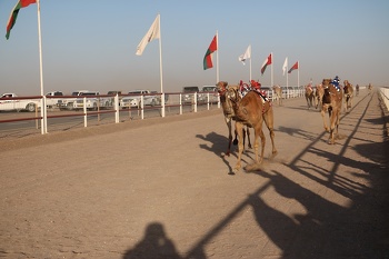 Horse and camel