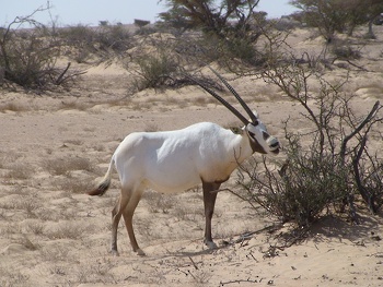 La vida silvestre en El Sultanato de Omán