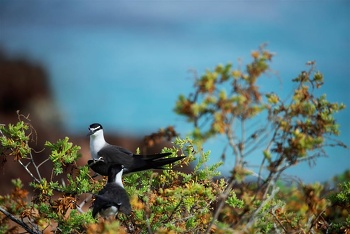 الحياة الفطرية في سلطنة عمان