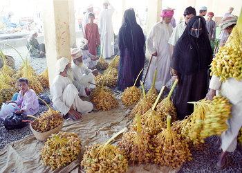 ولاية المضيبي