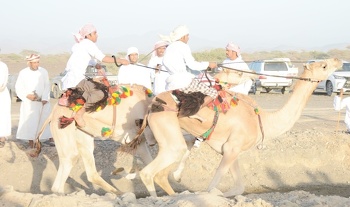 الخيل والهجن