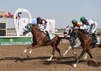الخيل والهجن
