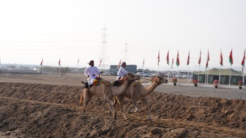 الخيل والهجن