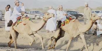 الخيل والهجن