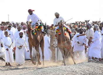 الخيل والهجن