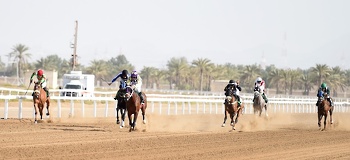 الخيل والهجن