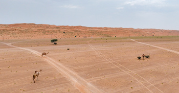 ولاية بدية