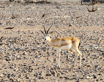 Arabian Oryx Reserve – Wilayat of Haima
