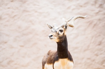 Safari World Oman – Wilayat of Ibra