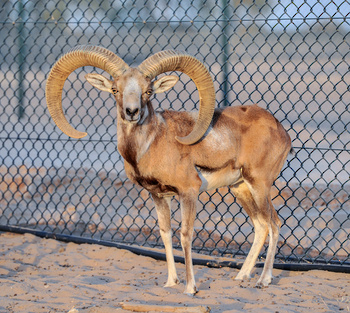 Arabian Oryx Reserve – Wilayat of Haima