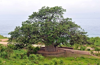 Árbol de baobab (tebladi) – wilaya de Dhalkut