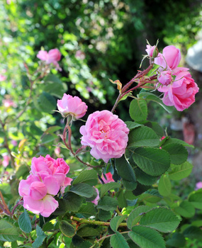 Destilación de agua de rosas en la Wilaya de Al Jabal Al Akhdar