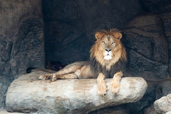 Mundo Safari – Wilaya de Ibra