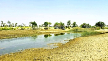 Oasis de la wilaya de Muqshin