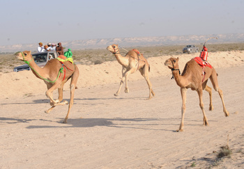 Carrera de camellos – Wilaya de Haima