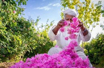 صناعة ماء الورد في الجبل الأخضر