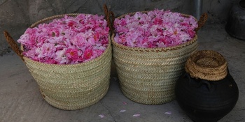 Destilación de agua de rosas en Al Jabal Al Akhdar