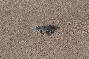 Schildkrötenreservat – Gouvernement Al Sharqiyah Süd (Ras Al Hadd)