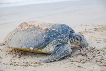 Réserve des tortues dans le gouvernorat d’Al Sharqiya Sud, Ras Al Hadd