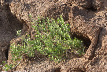 Parc naturel d\'Al Saleel