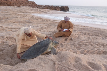 Schildkrötenreservat – Gouvernement Al Sharqiyah Süd (Ras Al Hadd)