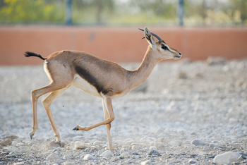 Parc naturel d\'Al Saleel