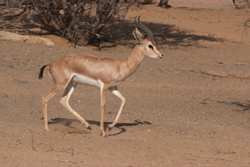 Al Saleel Natural Park Reserve