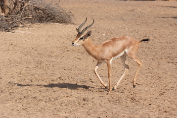 Al Saleel Natural Park Reserve