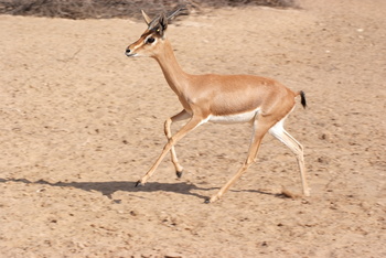 Parc naturel d\'Al Saleel