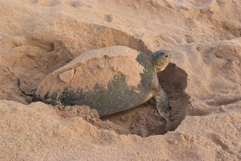Réserve des tortues dans le gouvernorat d’Al Sharqiya Sud, Ras Al Hadd