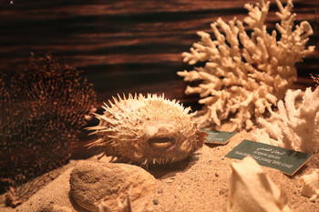 Musée d’Histoire naturelle