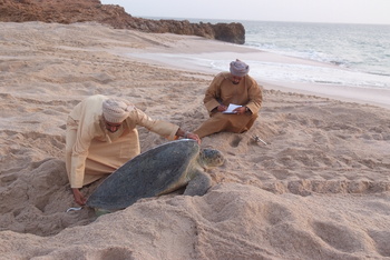 Schildkrötenreservat – Gouvernement Al Sharqiyah Süd (Ras Al Hadd)