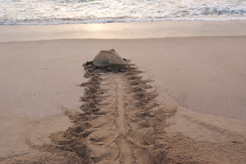 Réserve des tortues dans le gouvernorat d’Al Sharqiya Sud, Ras Al Hadd