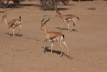 Parc naturel d\'Al Saleel