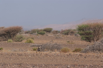 حديقة السليل الطبيعية